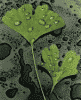 gingko.gif (3388 bytes)