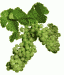 grapes.gif (1514 bytes)