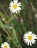 chamomile.jpg (2977 bytes)