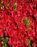 geranium.jpg (3584 bytes)