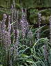 lavender.jpg (3527 bytes)