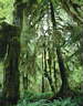 sandalwood.jpg (3028 bytes)